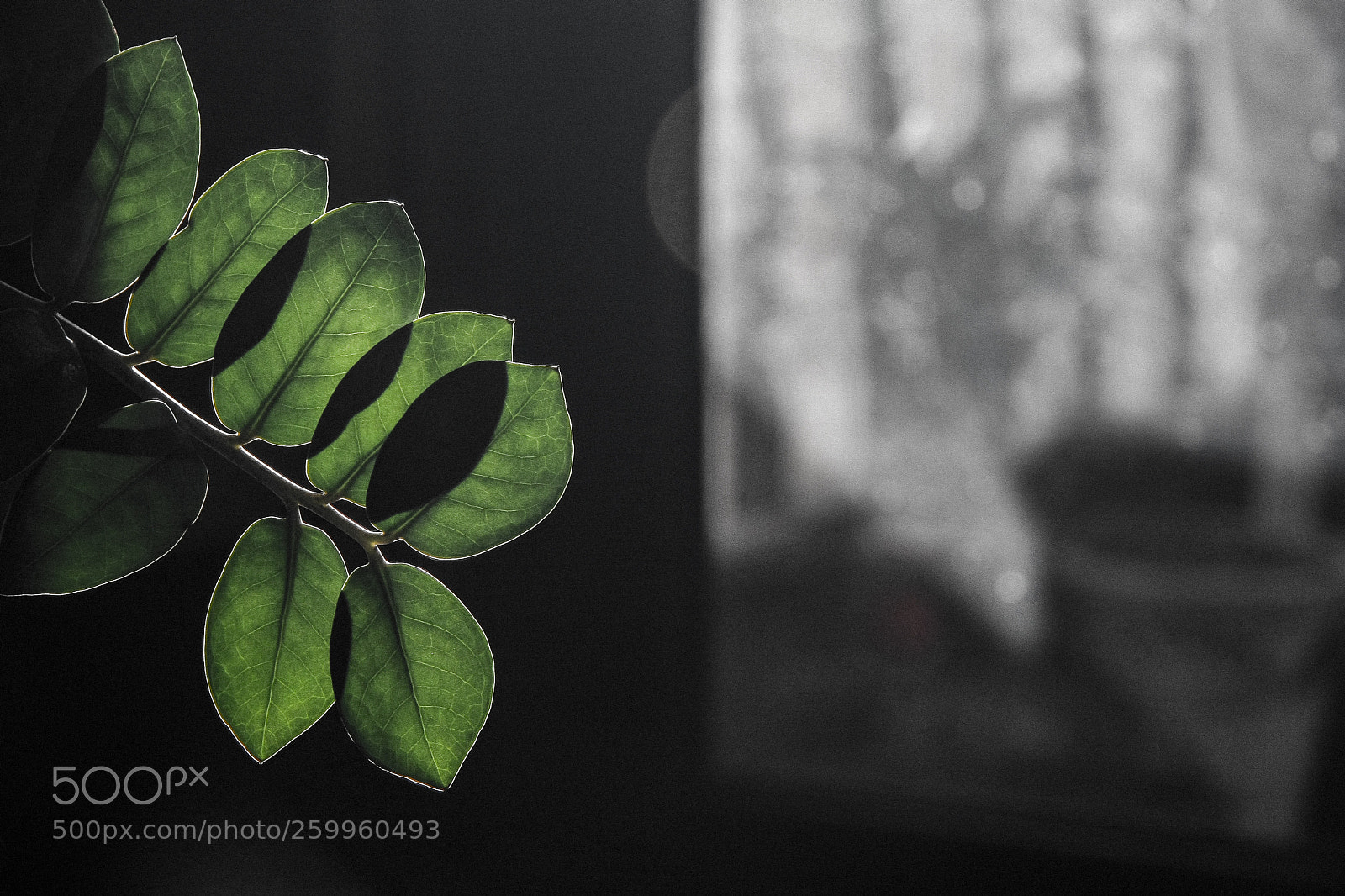 Canon EOS 40D sample photo. Life photography