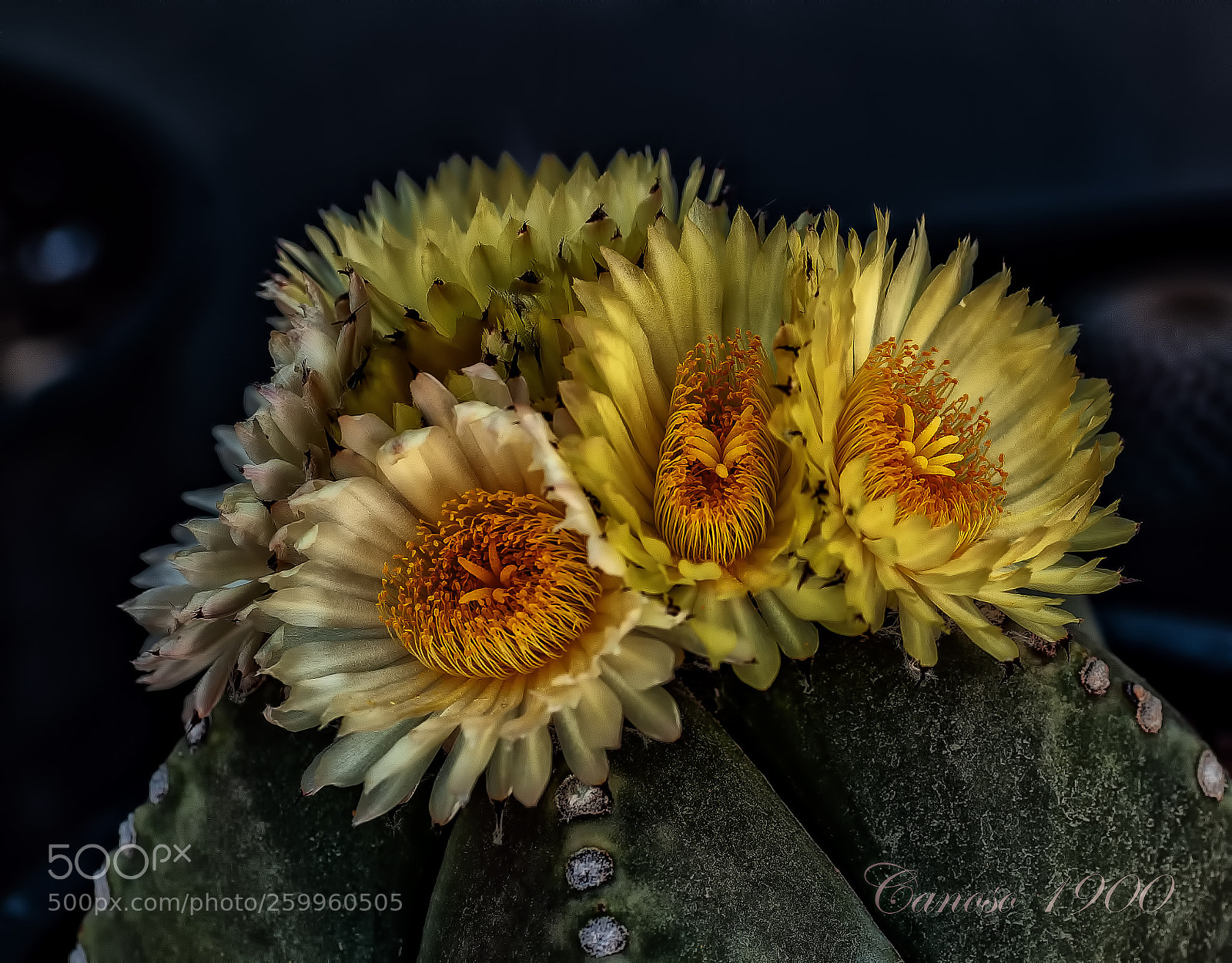 Nikon D700 sample photo. Flor photography