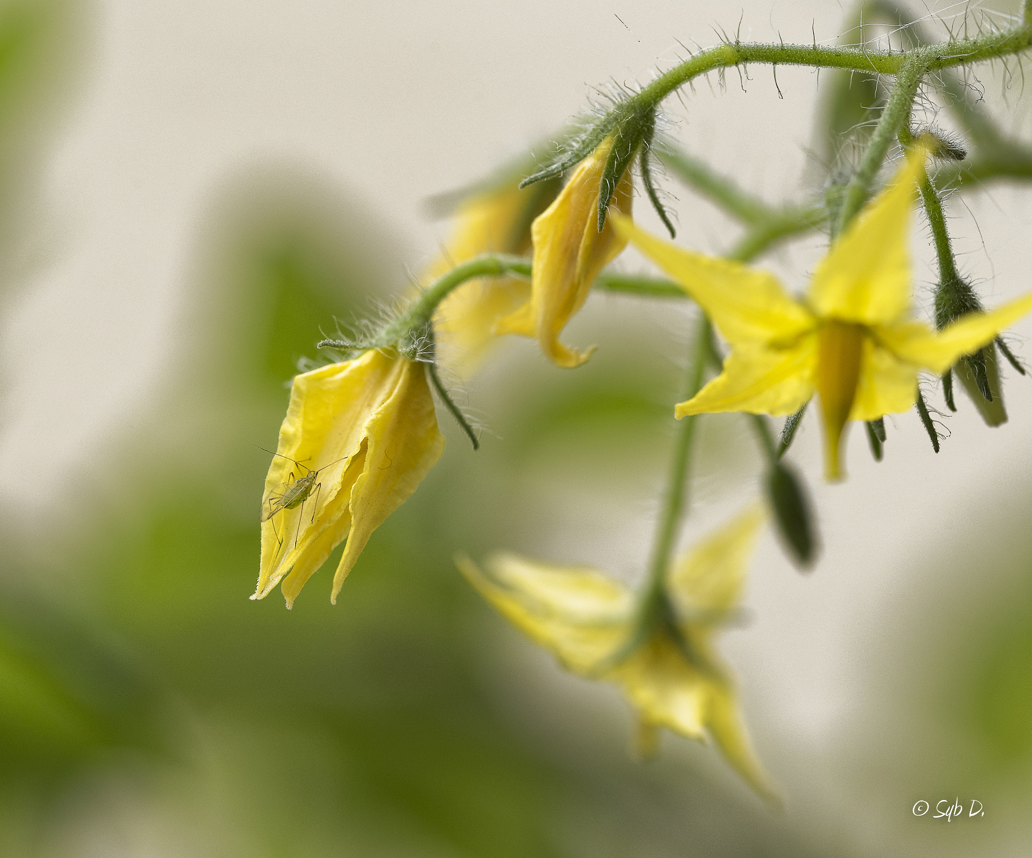 Sigma 105mm F2.8 EX DG OS HSM sample photo. Dans l'univers de microcosmos photography