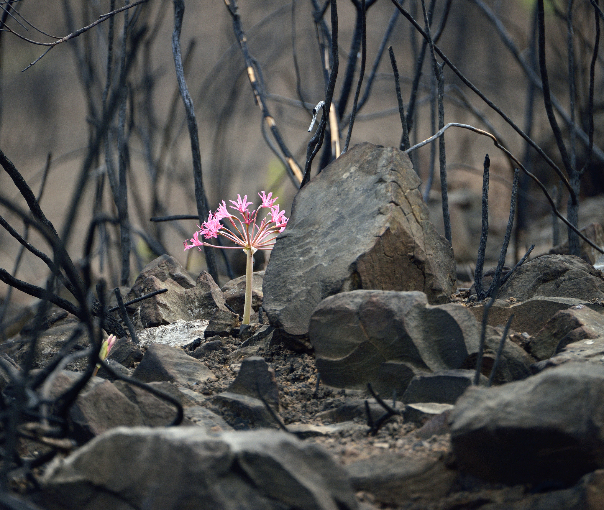 Nikon D800 sample photo. Flower between burned rocks photography