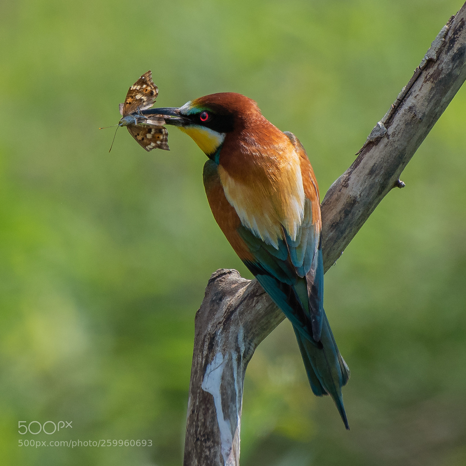 Nikon D500 sample photo. Bee-eater with butterfly ... photography