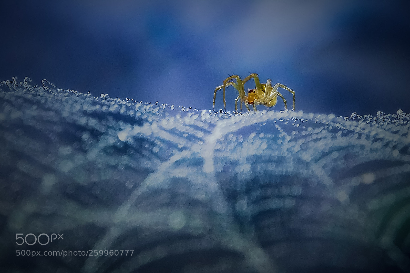 Xiaomi Redmi Note 4 sample photo. Spider photography