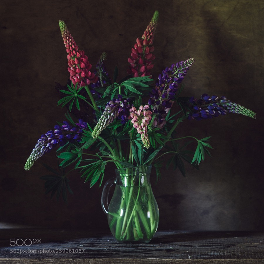 Nikon D700 sample photo. Lupines photography