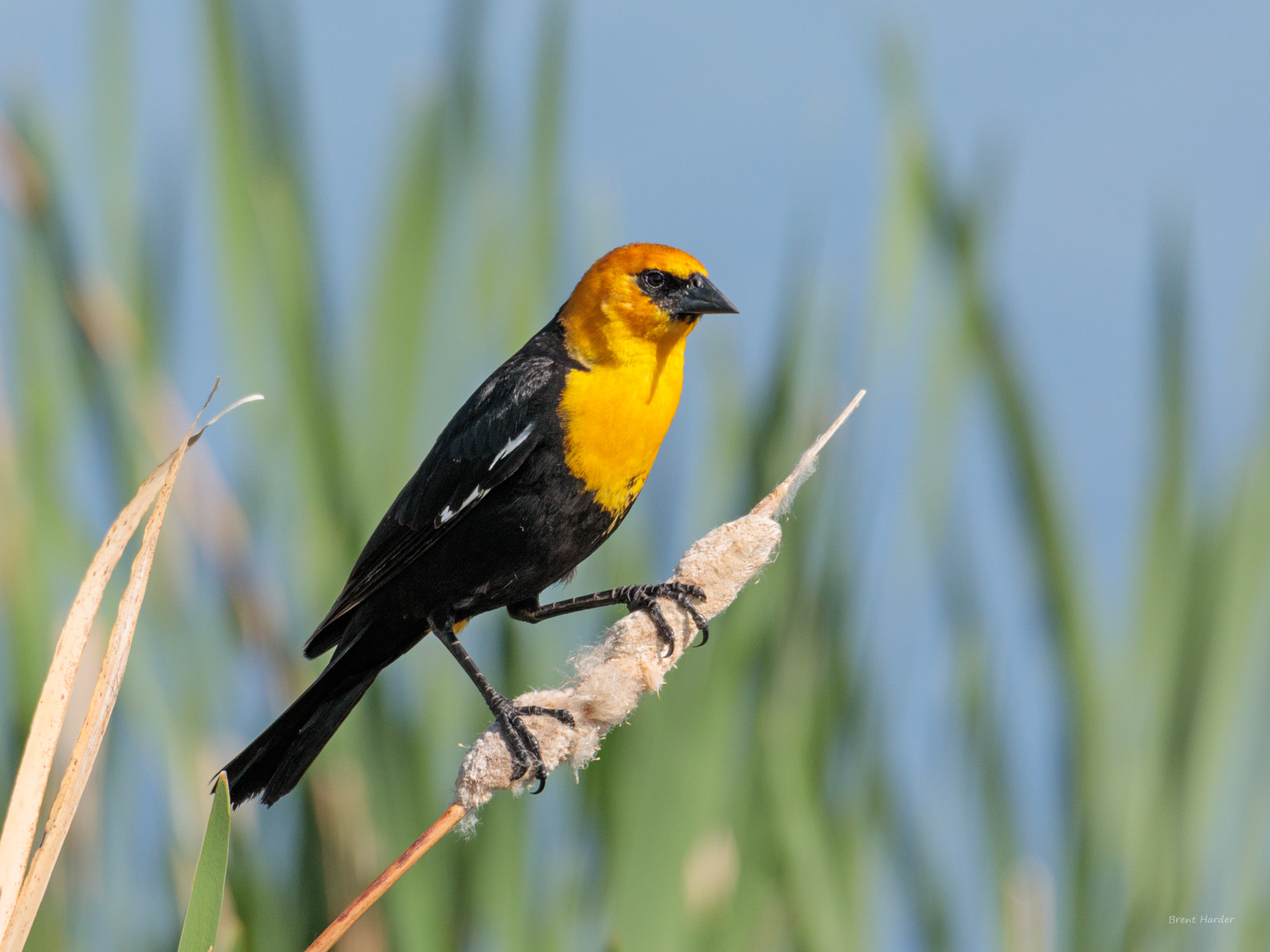 Canon EOS sample photo. Yellow-headed blackbird photography