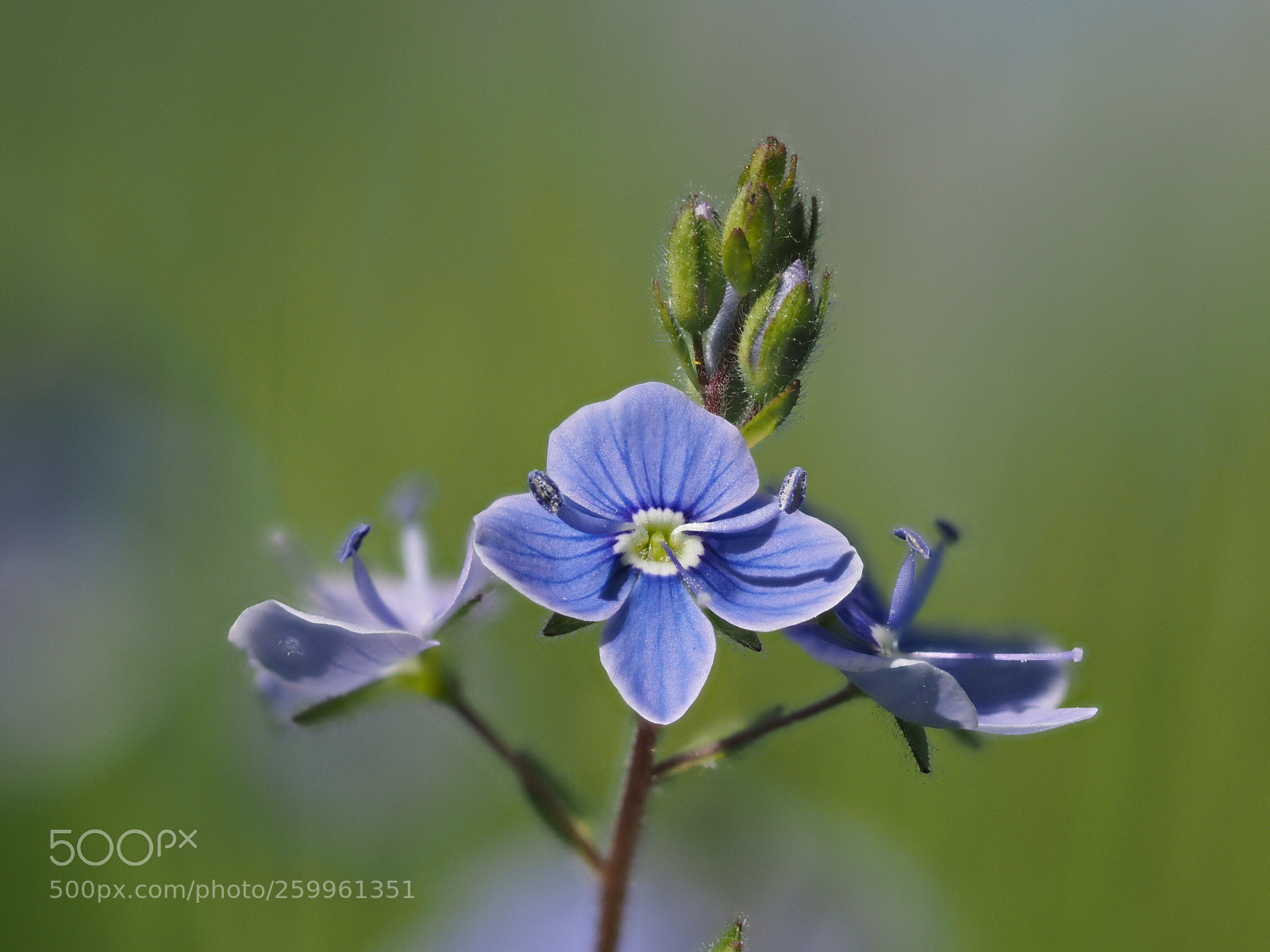 Olympus OM-D E-M1 sample photo. Speedwell photography