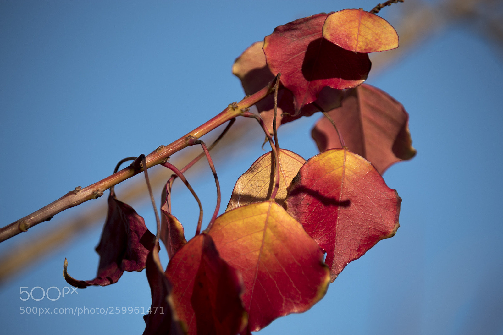 Canon EOS 1300D (EOS Rebel T6 / EOS Kiss X80) sample photo. Red and yellow leaves photography