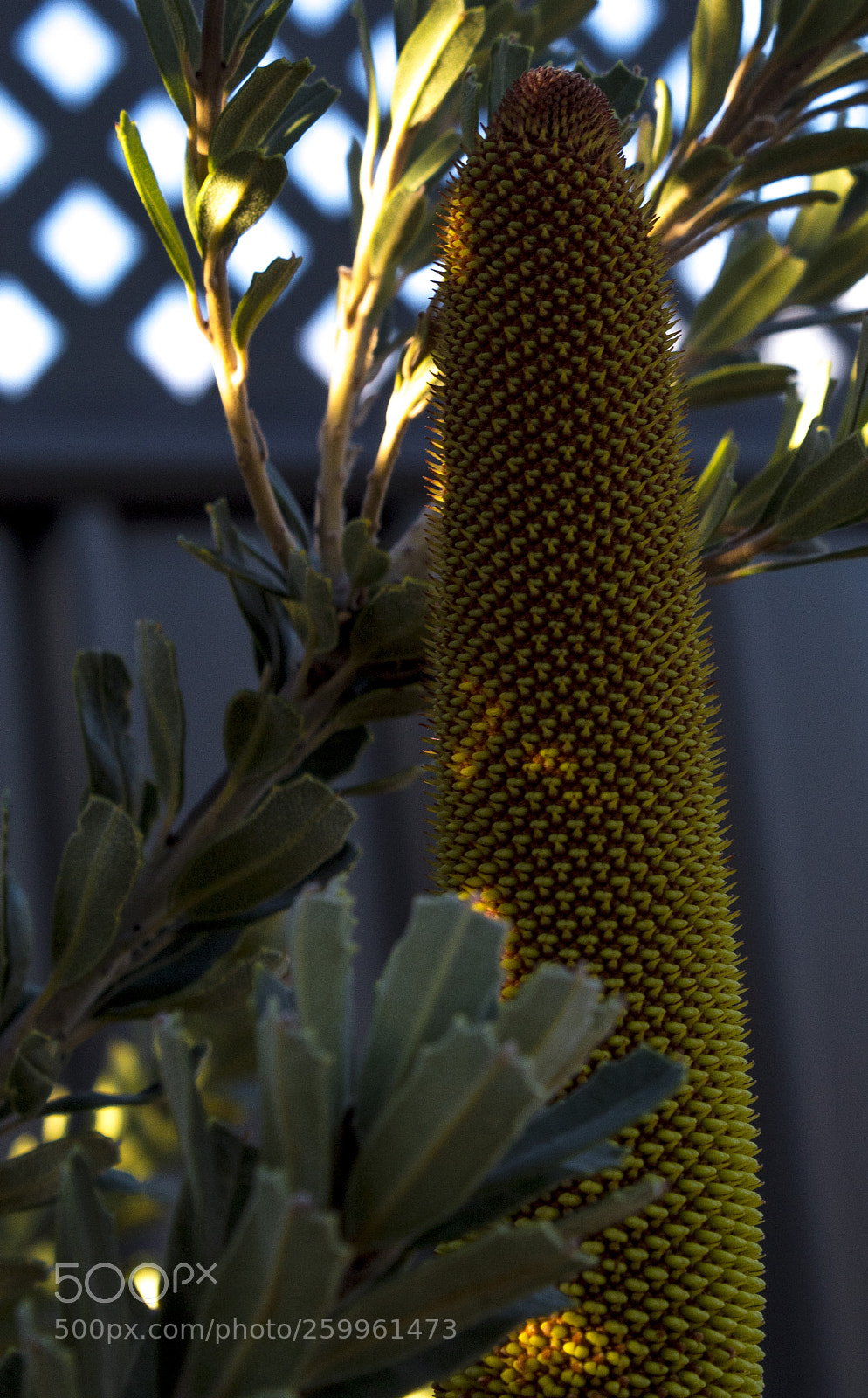 Canon EOS 1300D (EOS Rebel T6 / EOS Kiss X80) sample photo. Yellow flower photography