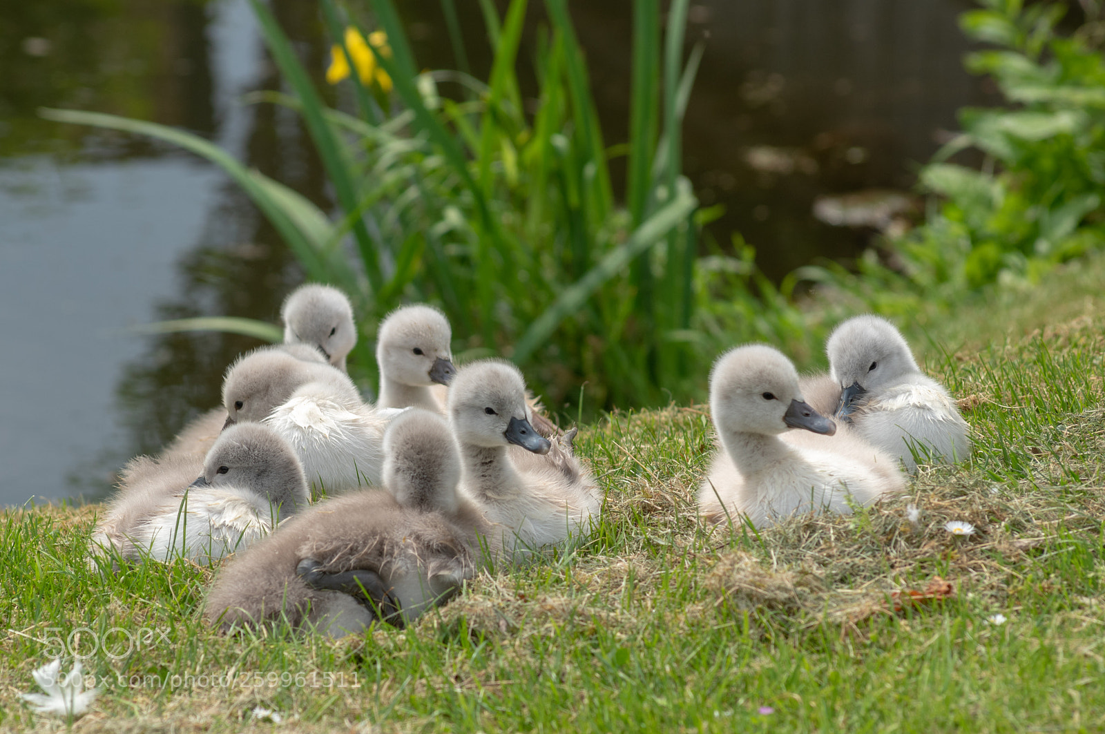 Nikon D750 sample photo. Young knot swans photography