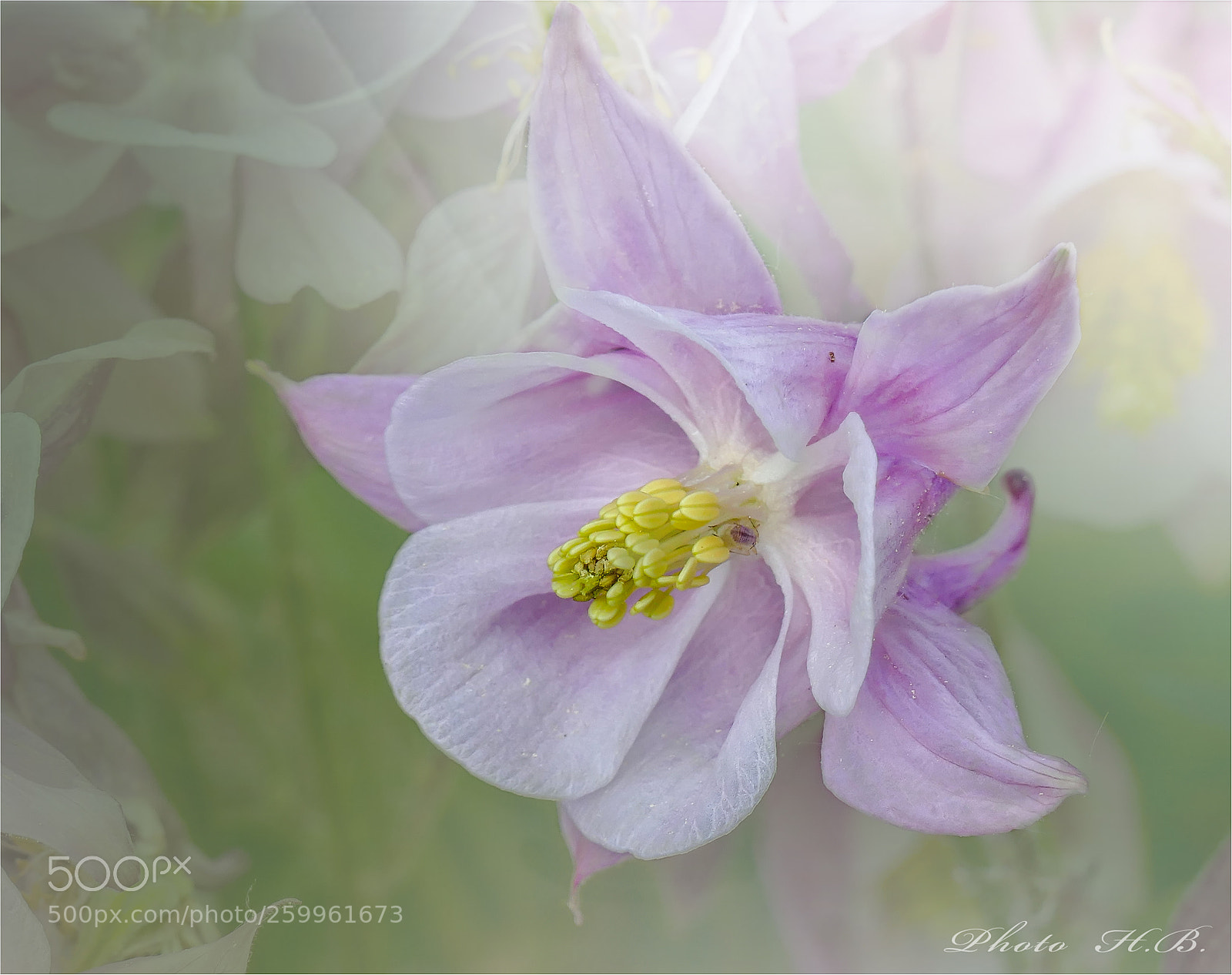 Panasonic Lumix DMC-FZ1000 sample photo. Columbine photography