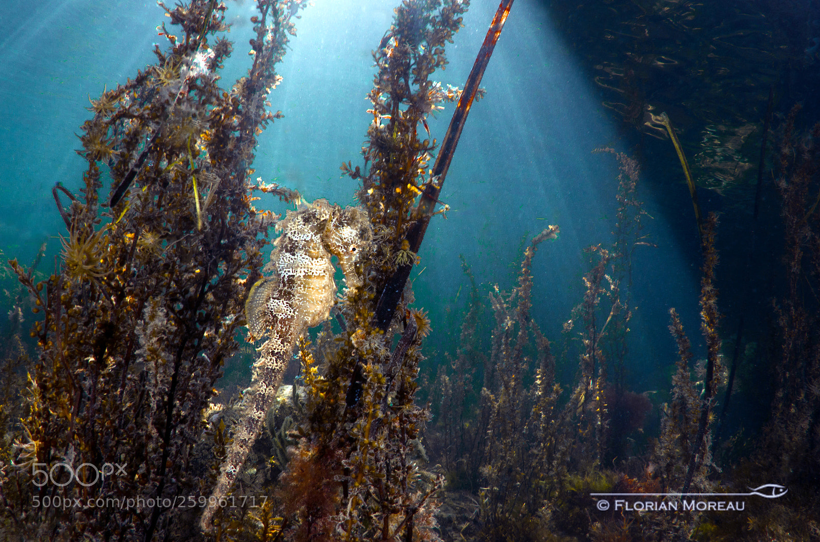 Nikon D7000 sample photo. Seahorse photography