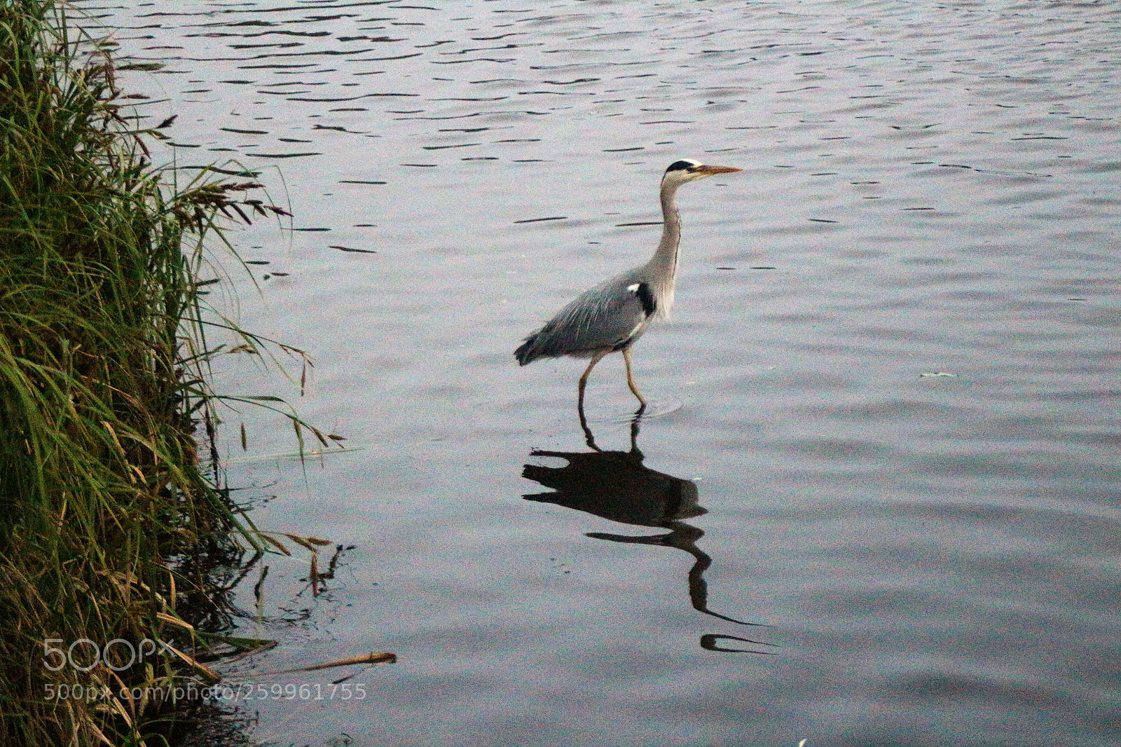 Canon EOS 100D (EOS Rebel SL1 / EOS Kiss X7) sample photo. A heron at fishing photography