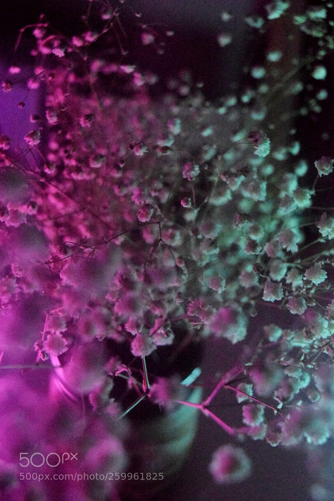 Nikon D5300 sample photo. Neon breath photography