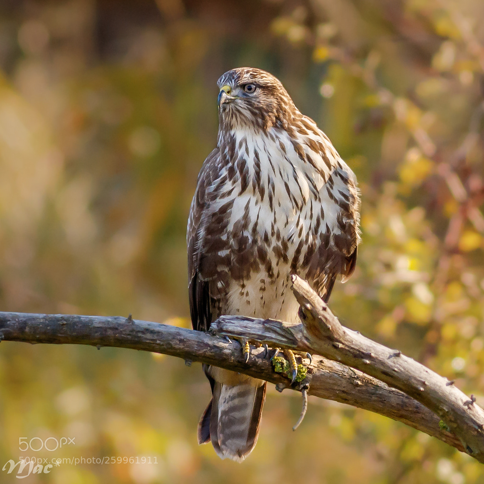 Canon EOS 7D Mark II sample photo. Common buzzard photography
