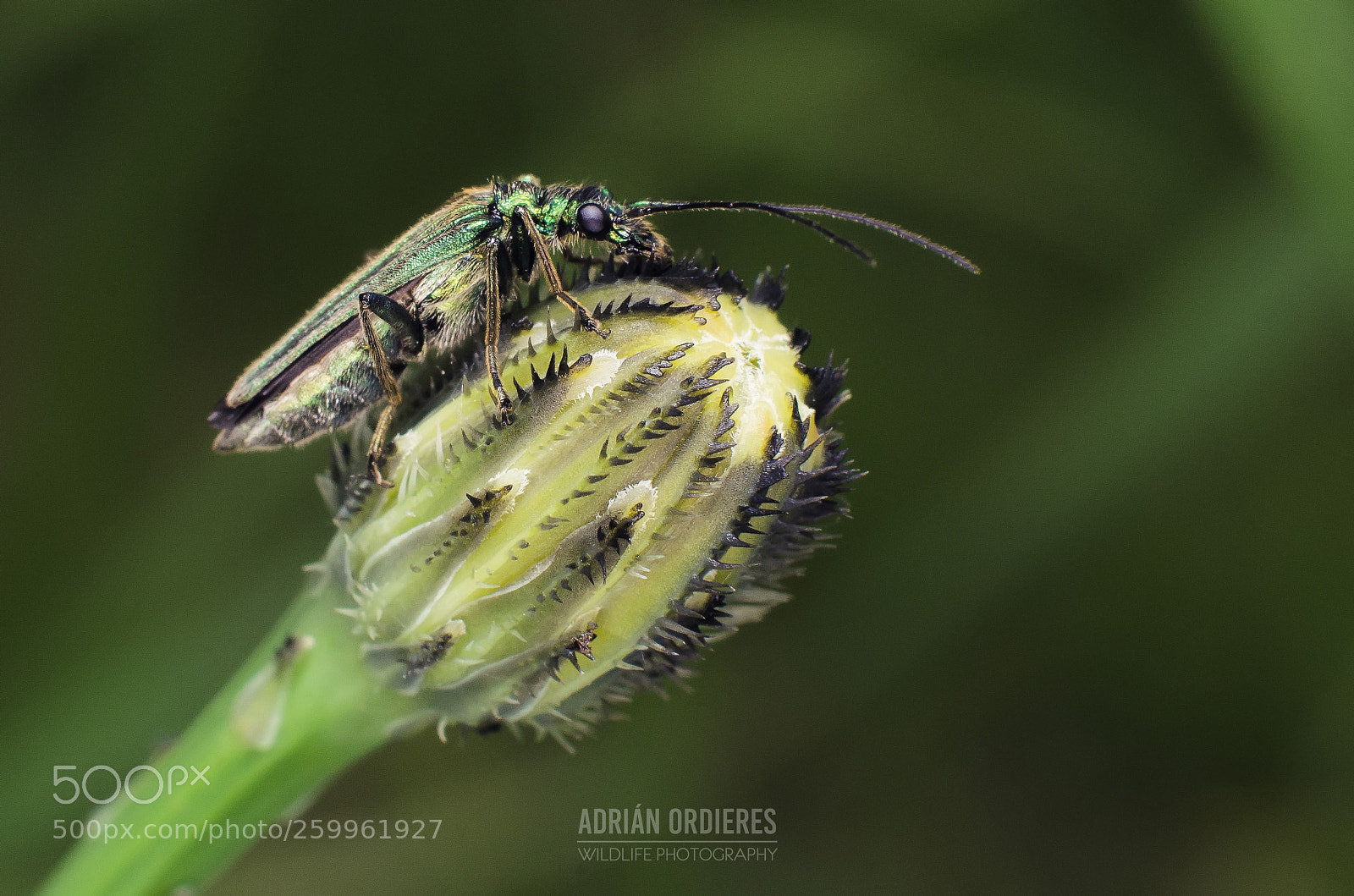 Nikon D7000 sample photo. Oedemera nobilis photography