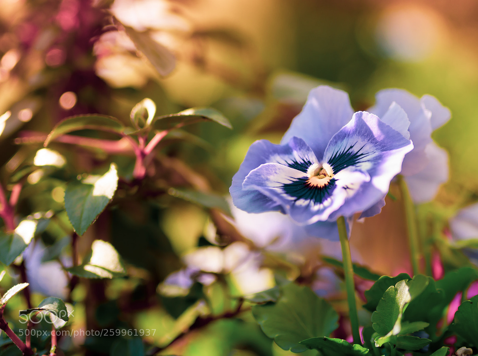 Nikon D5100 sample photo. Purple flower photography