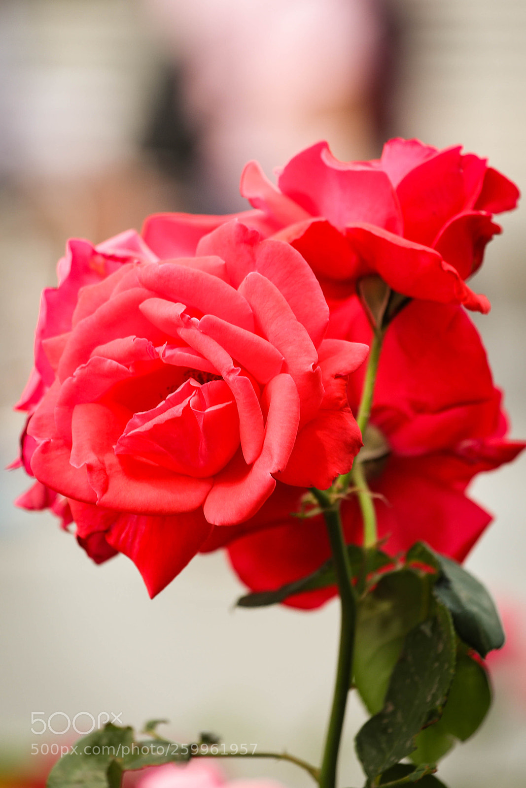 Canon EOS 6D Mark II sample photo. Un par de rosa photography