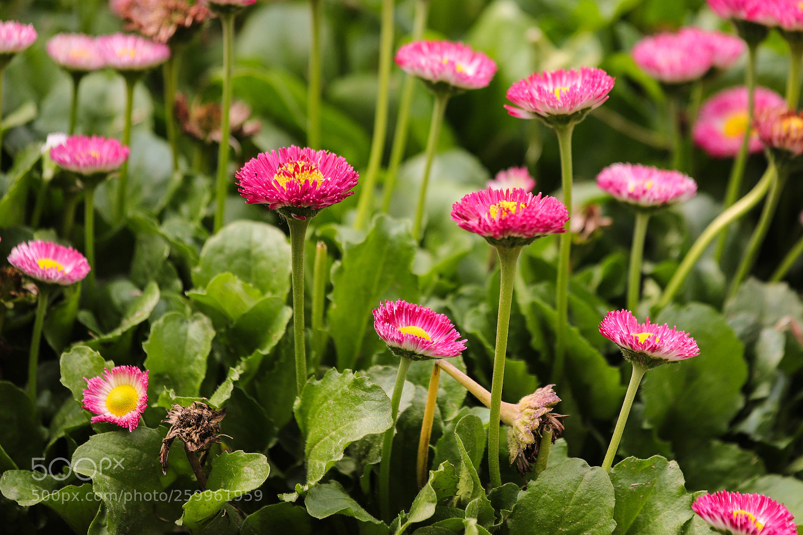 Canon EOS 6D Mark II sample photo. Crecer photography