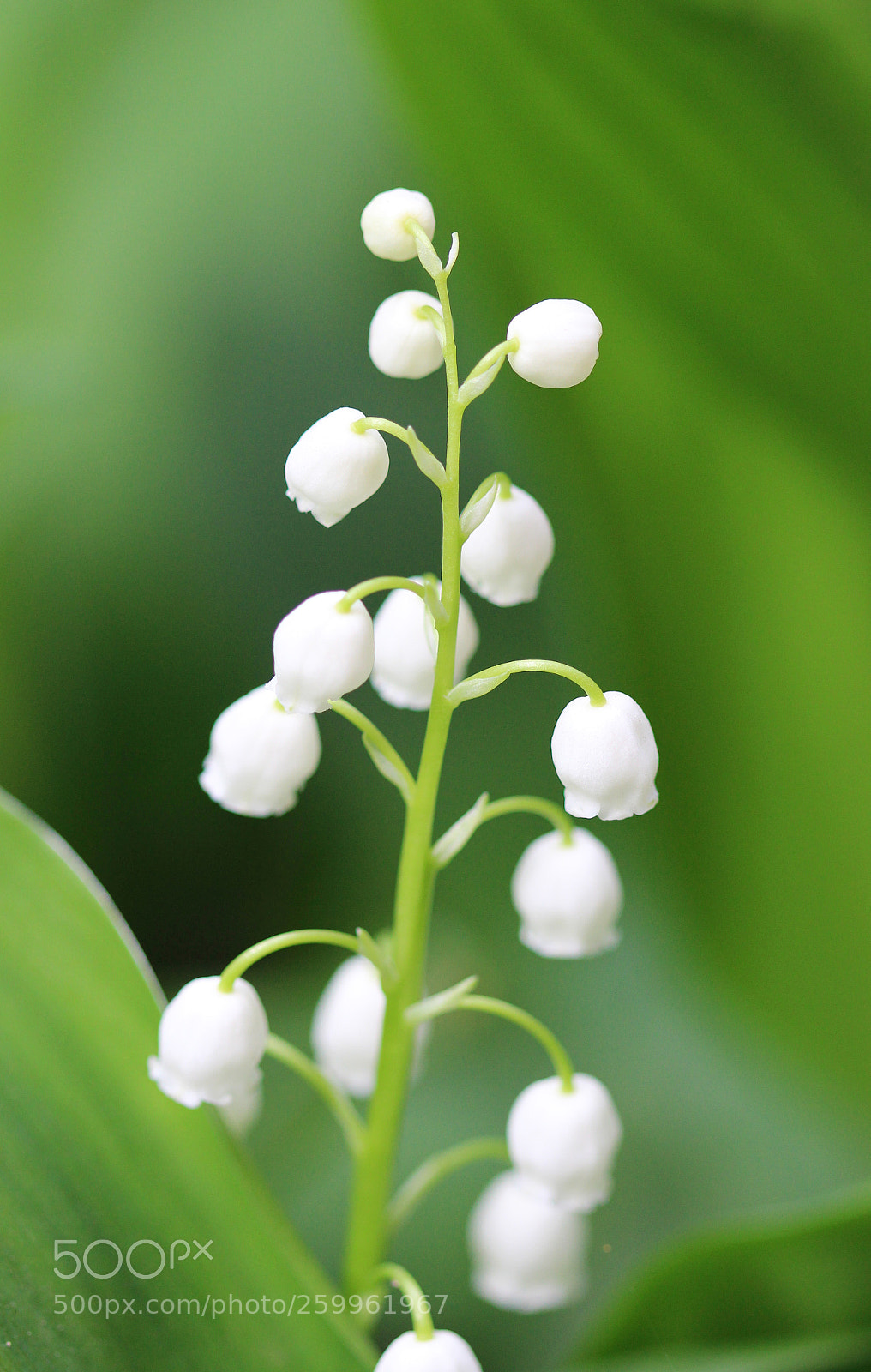 Canon EOS 600D (Rebel EOS T3i / EOS Kiss X5) sample photo. May-lily photography