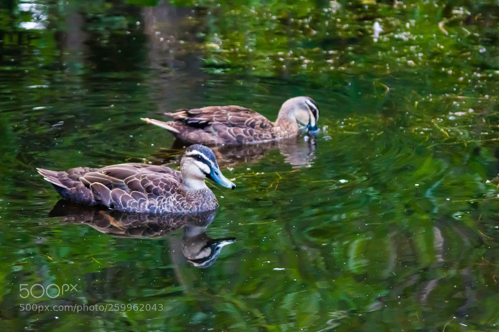 Canon EOS 500D (EOS Rebel T1i / EOS Kiss X3) sample photo. Duck pond photography