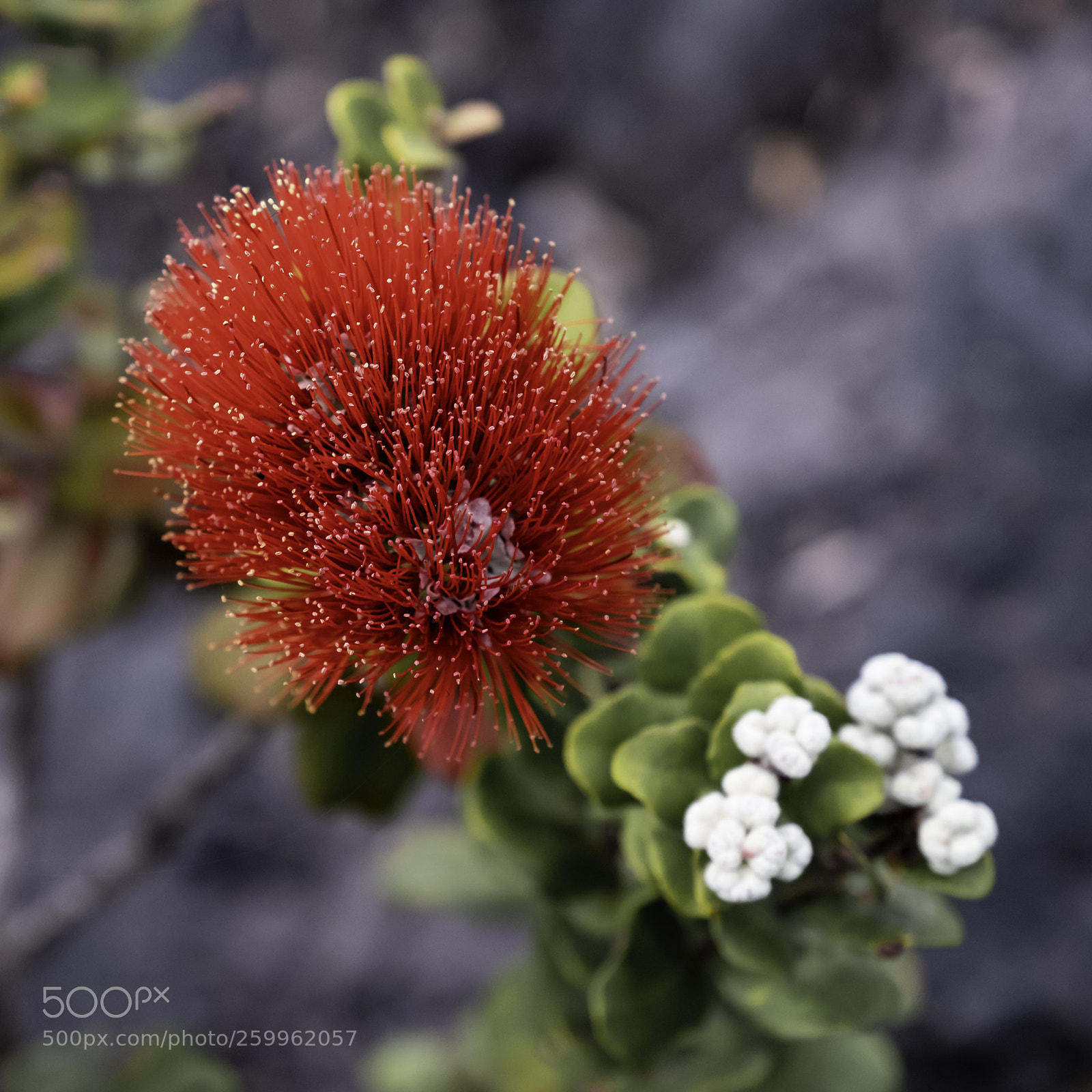 Fujifilm X-H1 sample photo. Lehua blossom photography