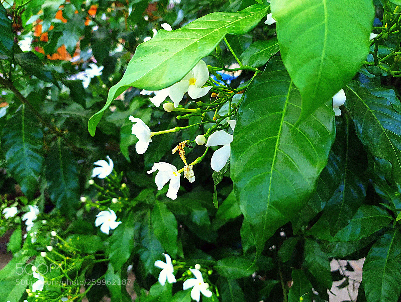 Samsung Galaxy S9+ sample photo. Flora photography