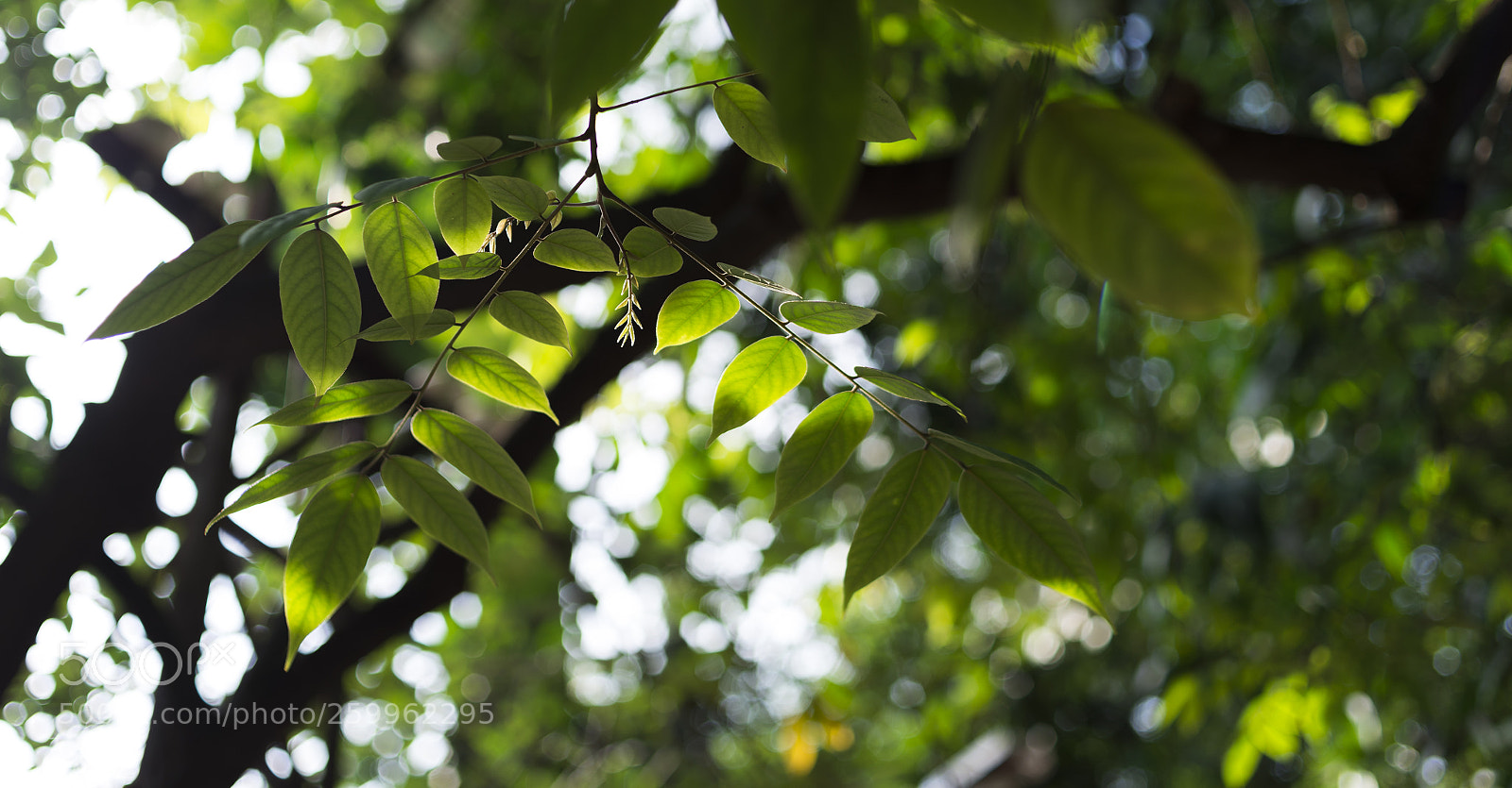 Nikon D600 sample photo. Summer 2018 hanoi photography