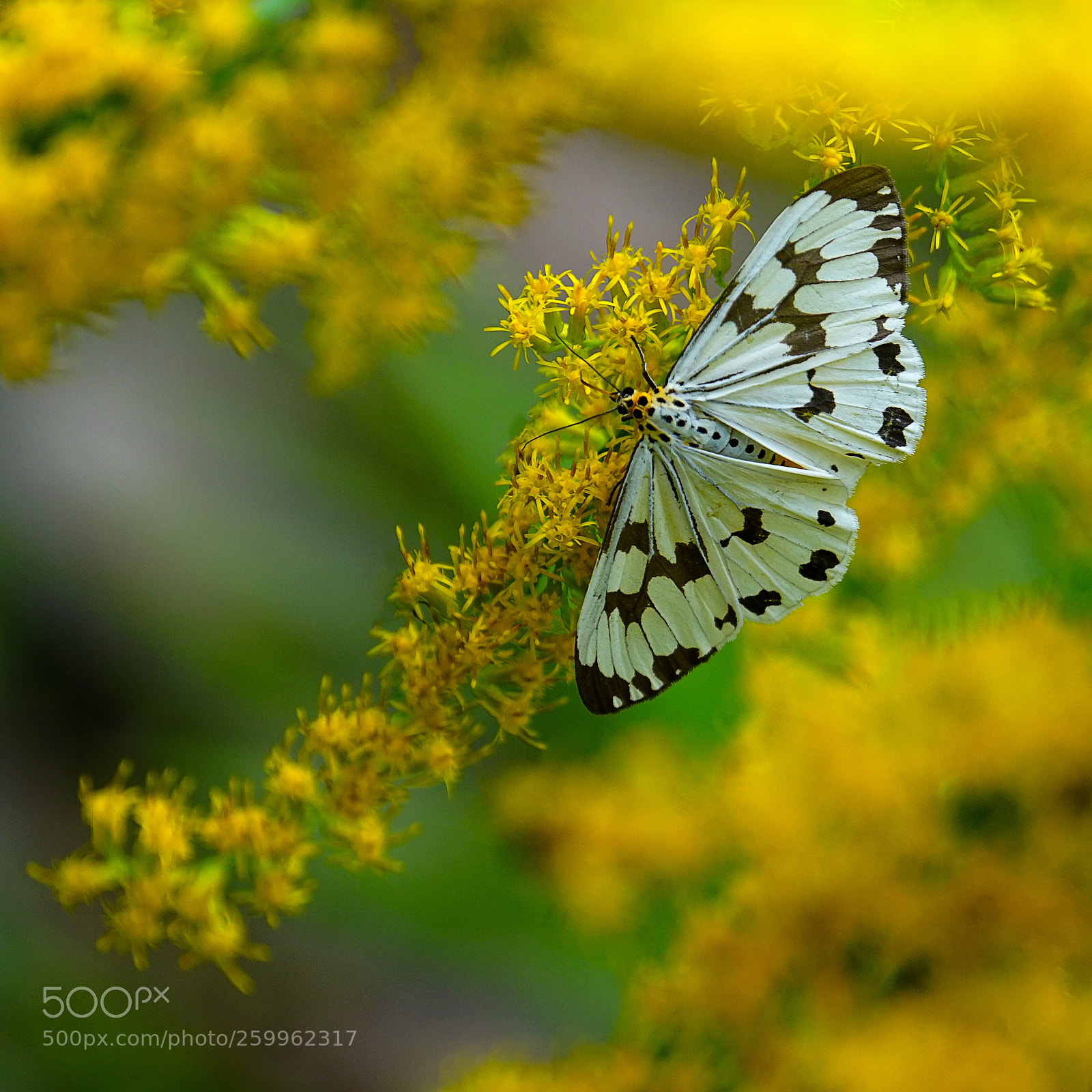 Sony a7 II sample photo. 蝶恋花 photography