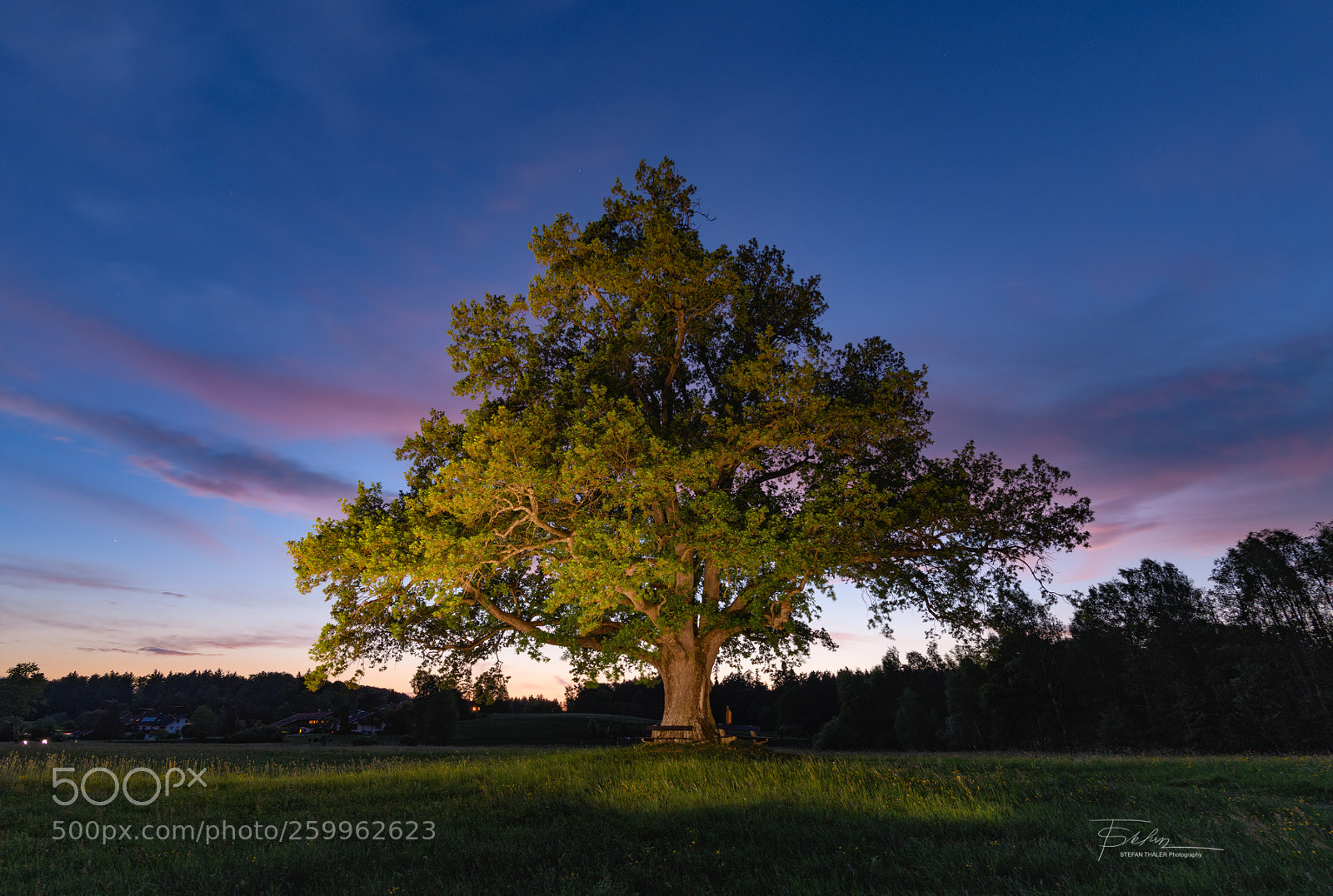 Nikon D850 sample photo. Tree of life photography