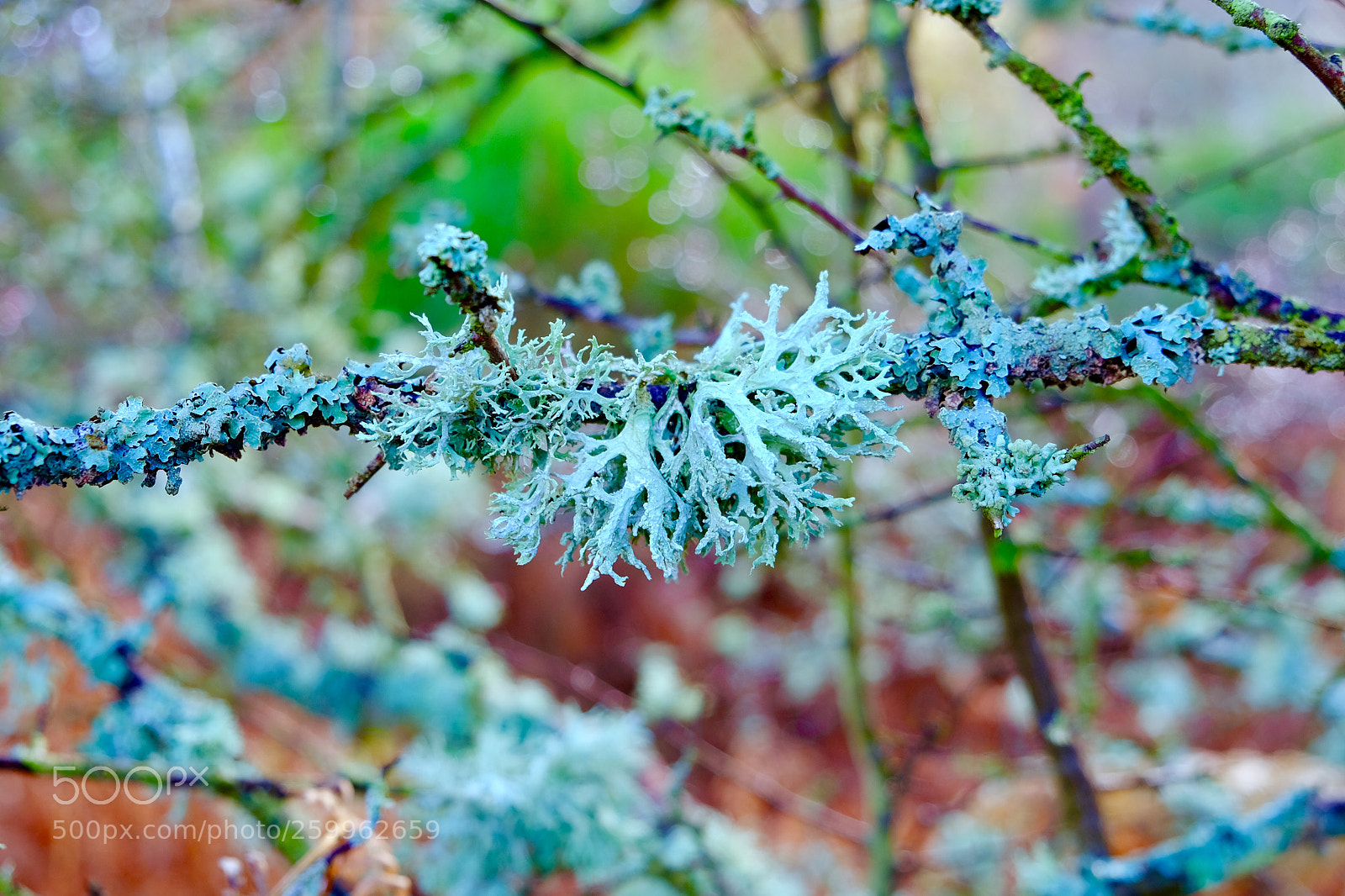 Fujifilm X-T10 sample photo. Winter colour photography