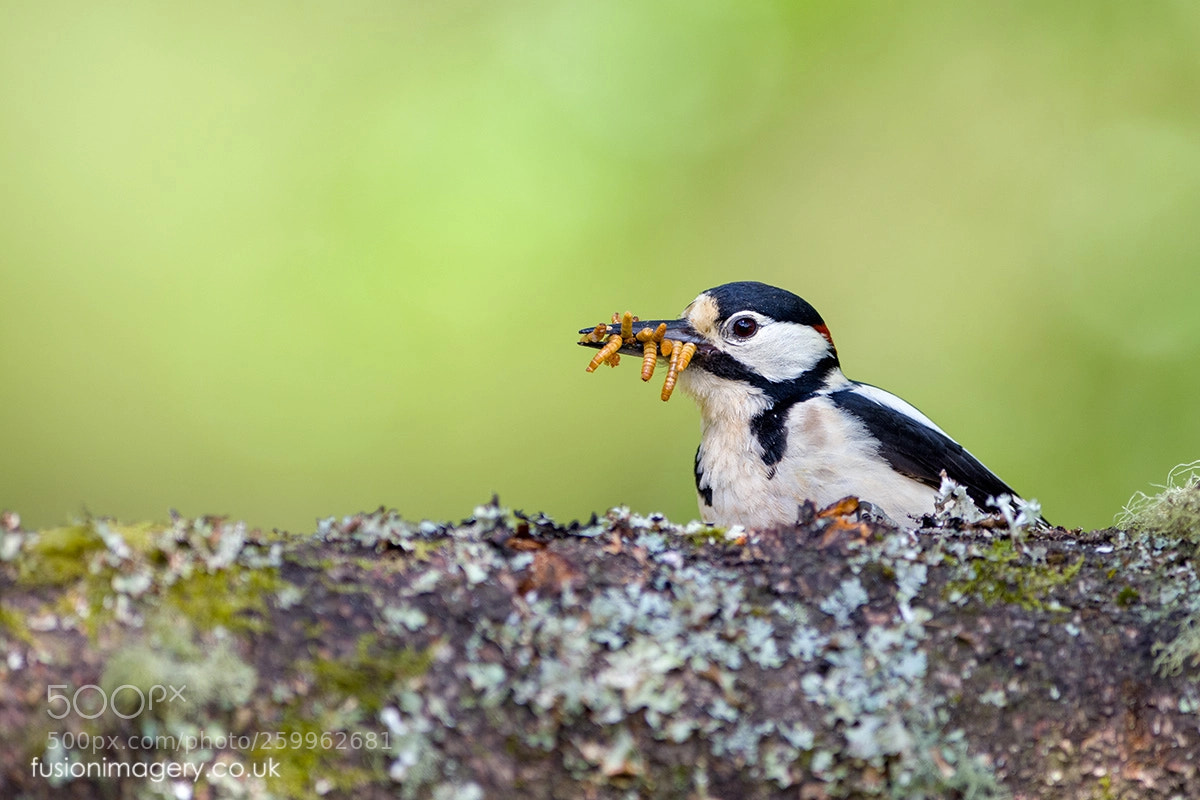 Nikon D850 sample photo. Gotta feed the chicks photography