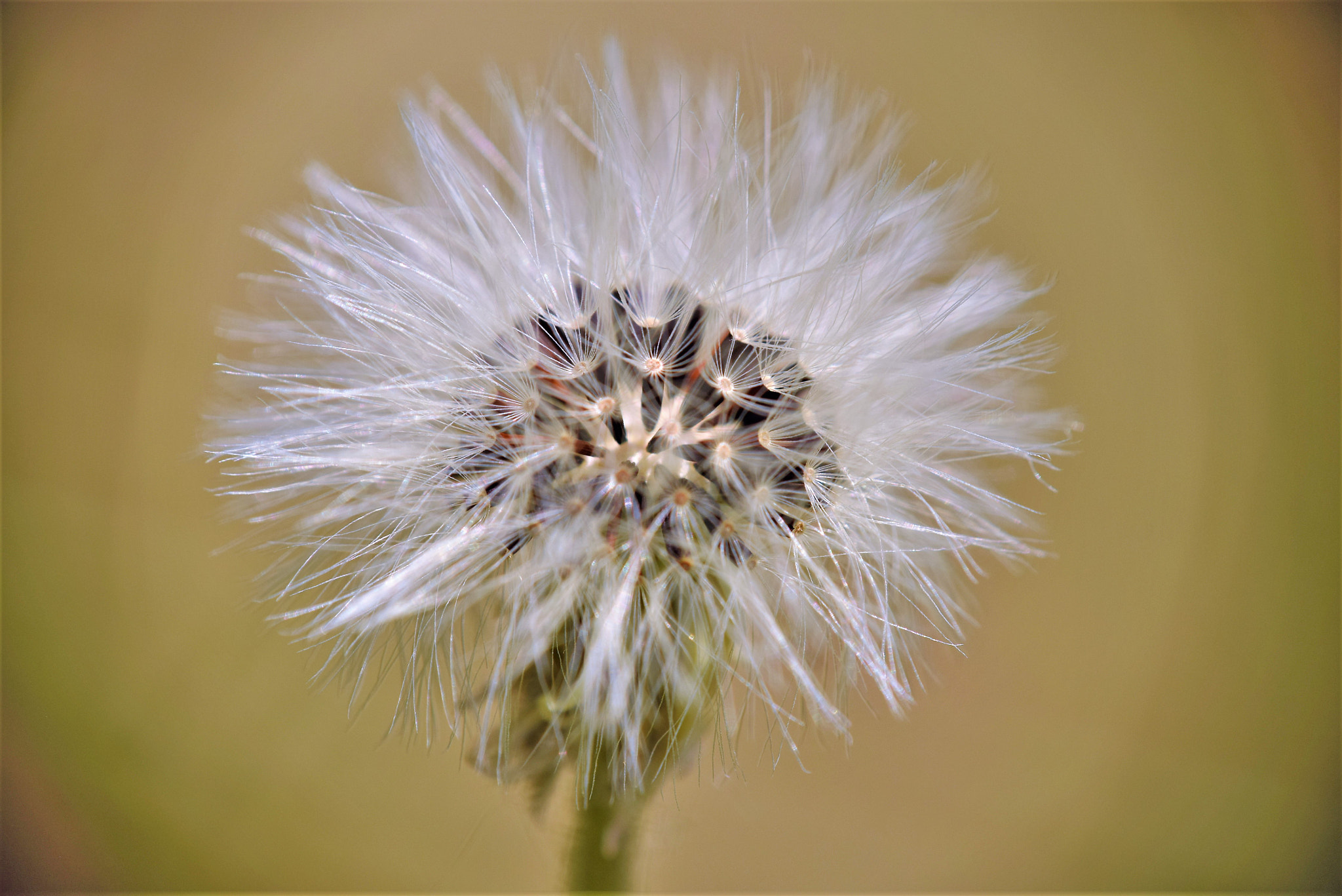 Nikon D3300 sample photo. Maslačić photography