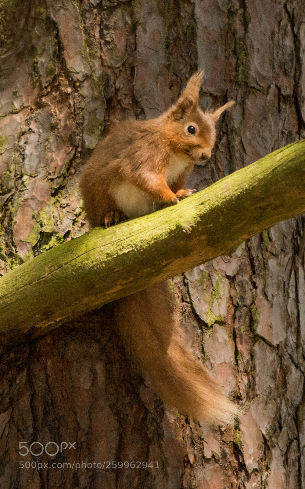 Nikon D800 sample photo. Juvenile red squirrel photography