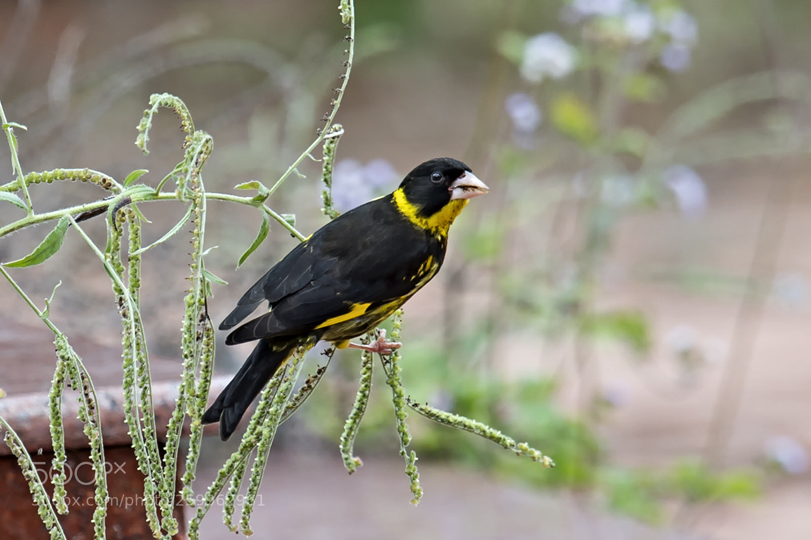 Nikon D4 sample photo. Vietnamise greenfinch photography