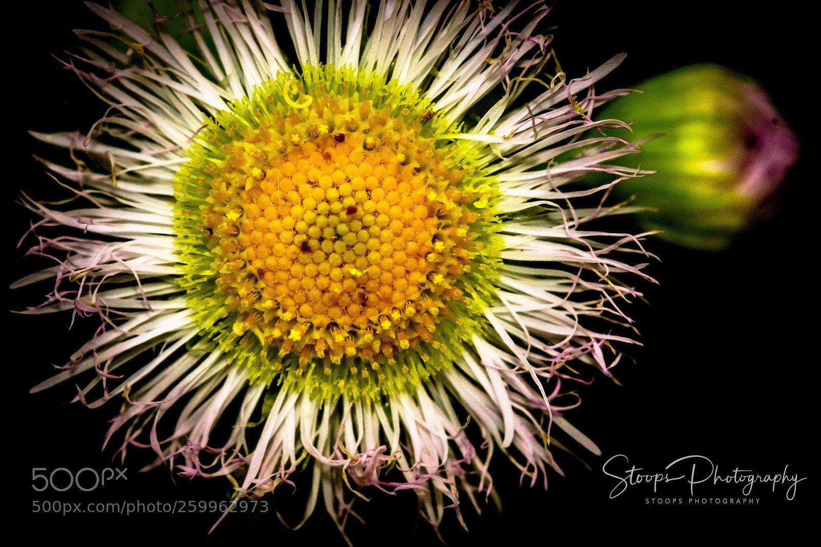 Canon EOS 80D sample photo. Fully bloomed photography