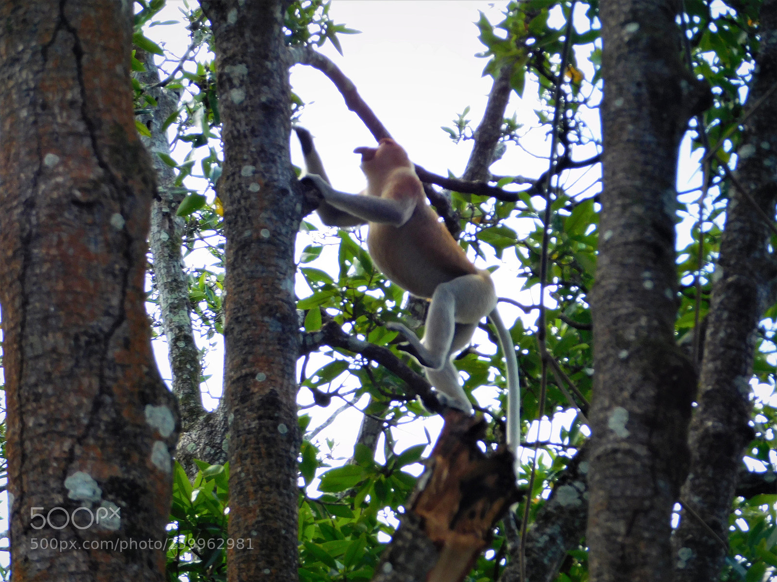 Nikon Coolpix L840 sample photo. Proboscis monkey photography