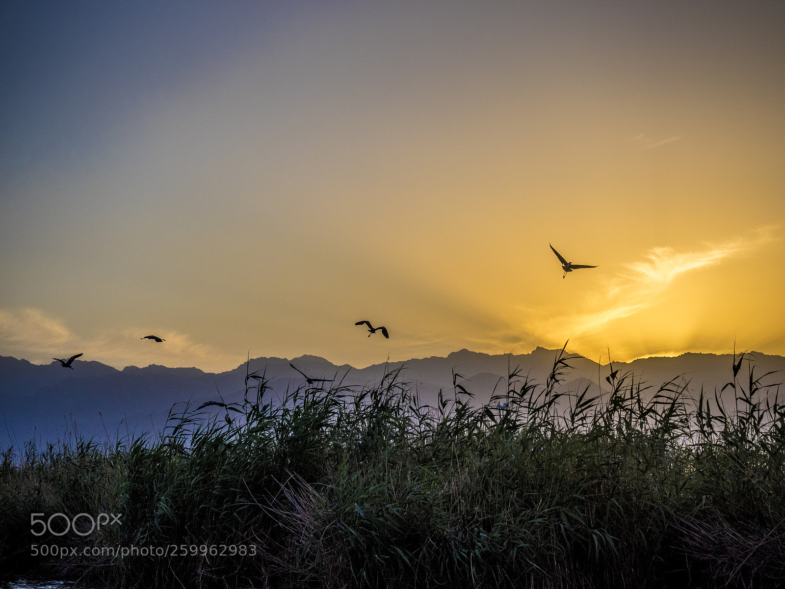 Olympus OM-D E-M1 sample photo. 宁夏沙湖 photography