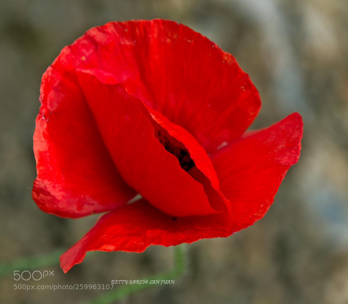 Nikon D3200 sample photo. Amapola, poppy photography
