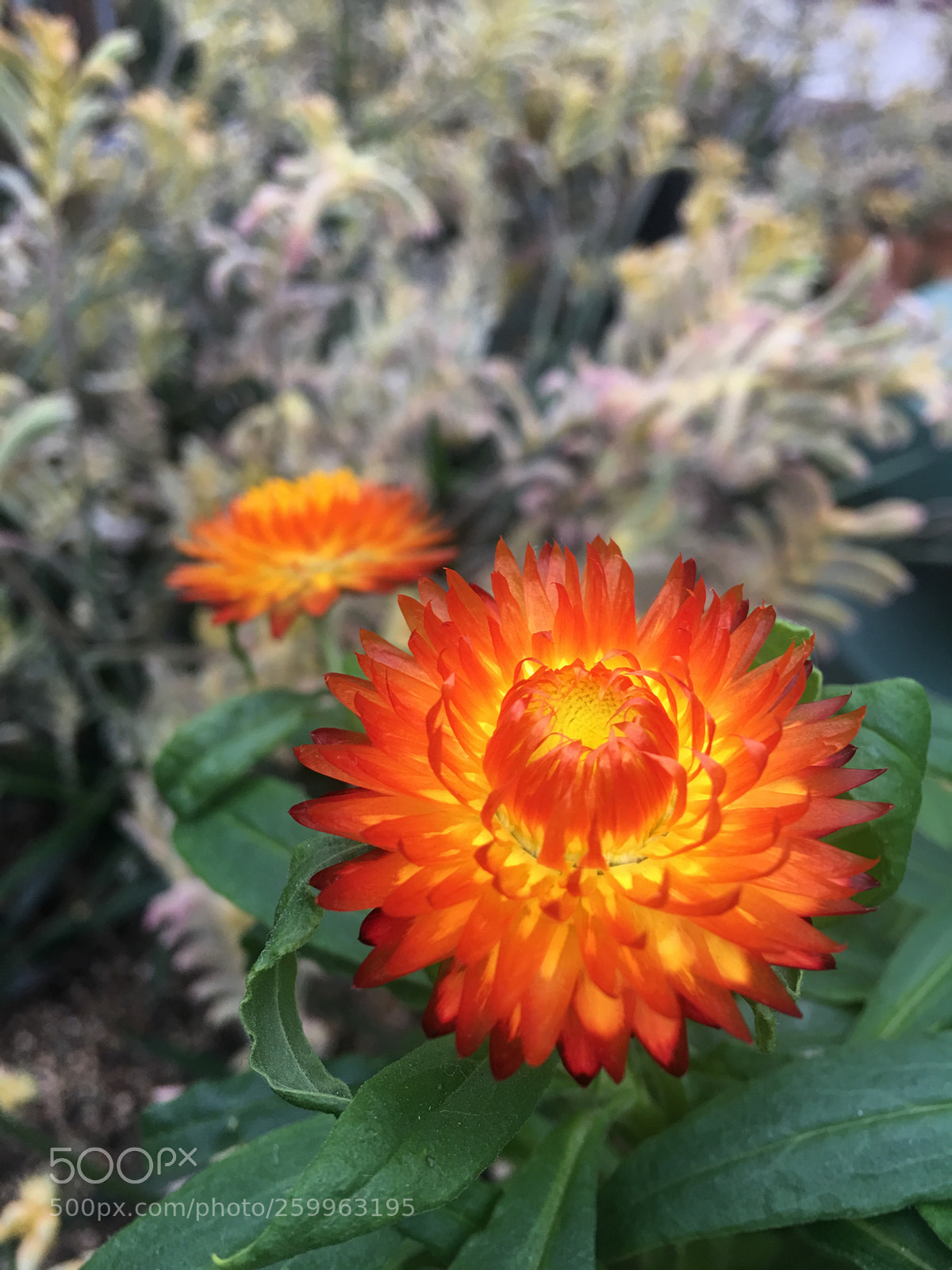Apple iPhone 6s Plus sample photo. Naturally beautiful photography