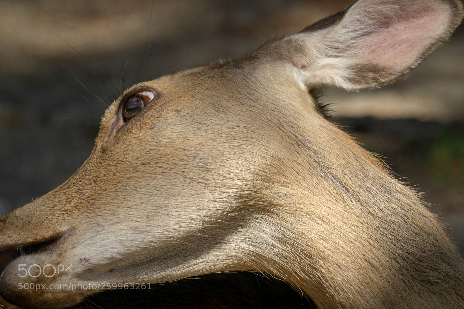 Sony a6000 sample photo. Nara deer (1 of 1).jpg photography