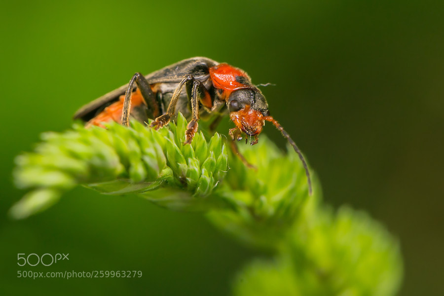 Canon EOS 6D sample photo. Rotschwarzer weichkaefer photography