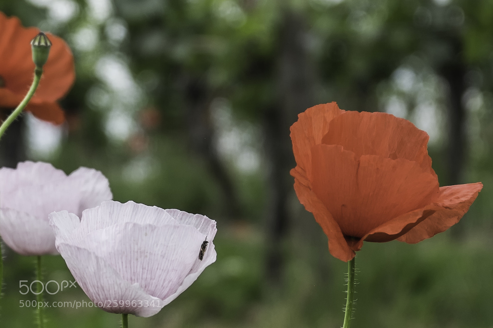 Fujifilm X-T1 sample photo. Transfer photography