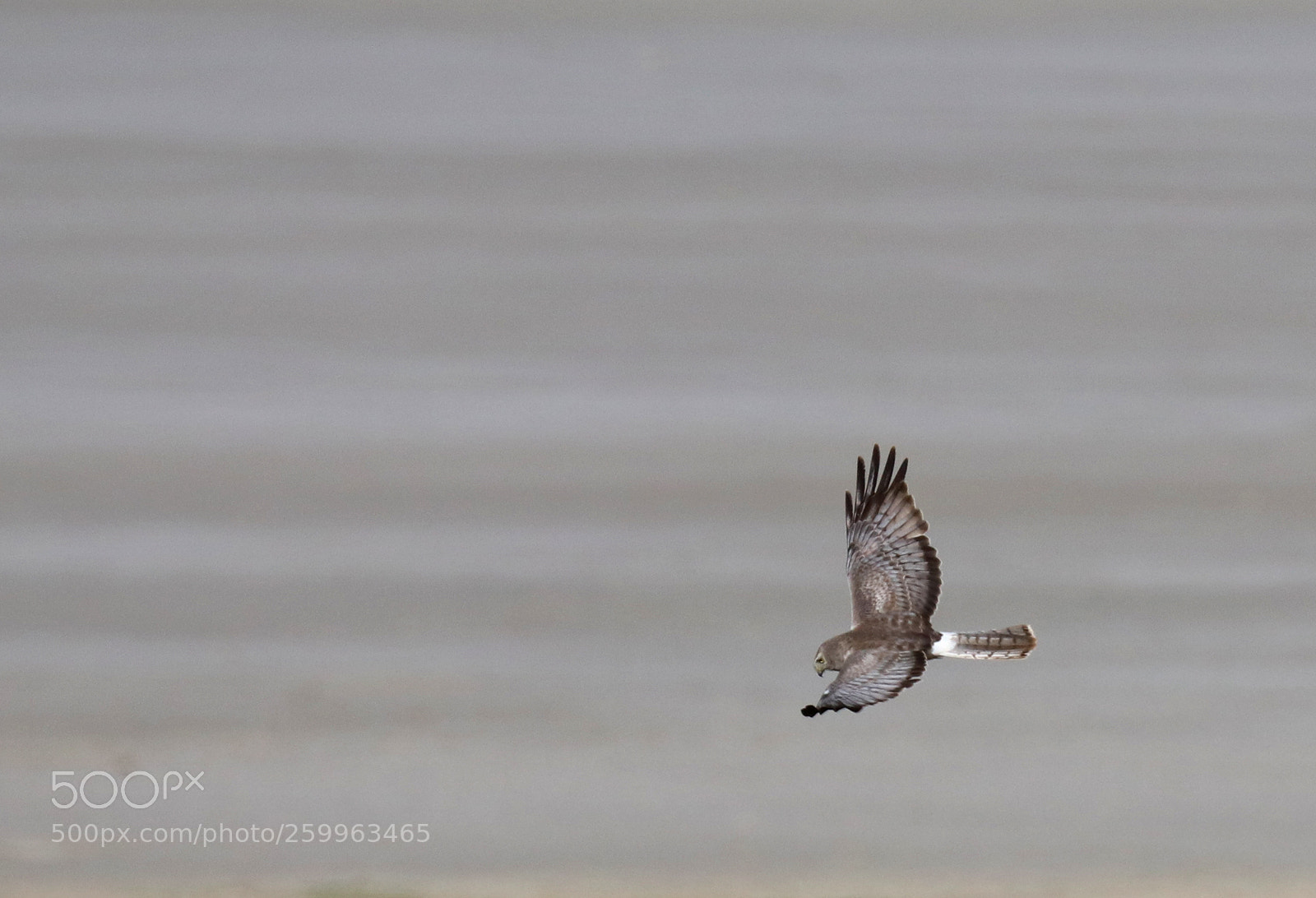 Canon EOS 80D sample photo. Northern harrier photography