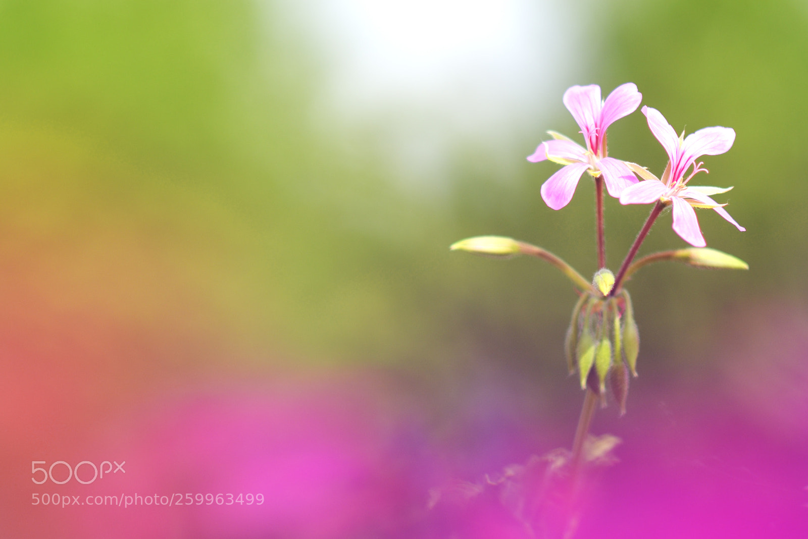Nikon D610 sample photo. Geranium photography