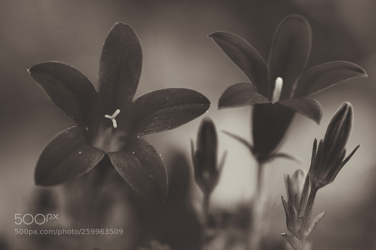 Pentax K-S2 sample photo. En noir et blanc photography