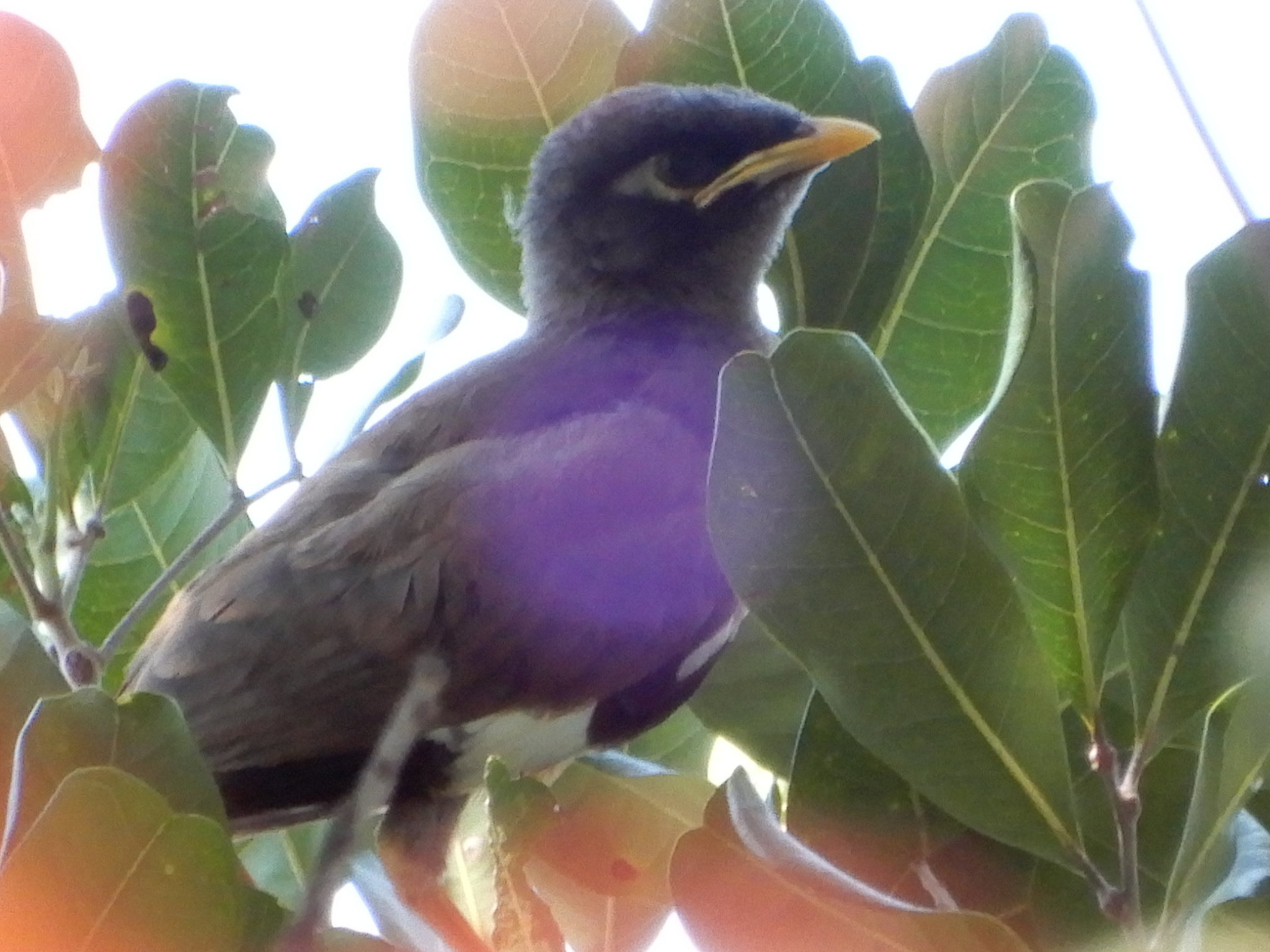Nikon Coolpix A900 sample photo. Bird in the brush photography