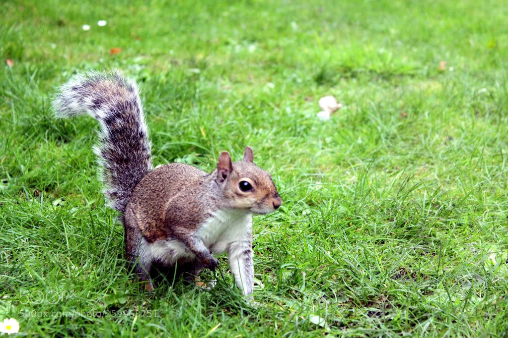 Canon EOS 500D (EOS Rebel T1i / EOS Kiss X3) sample photo. Squirrel photography