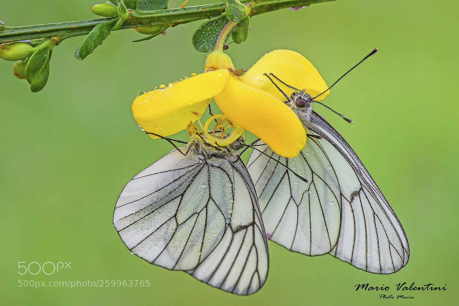 Nikon D750 sample photo. Aporia crataegi.italy. photography