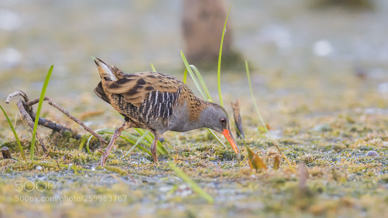 Canon EOS 5D Mark IV sample photo. Water rail photography