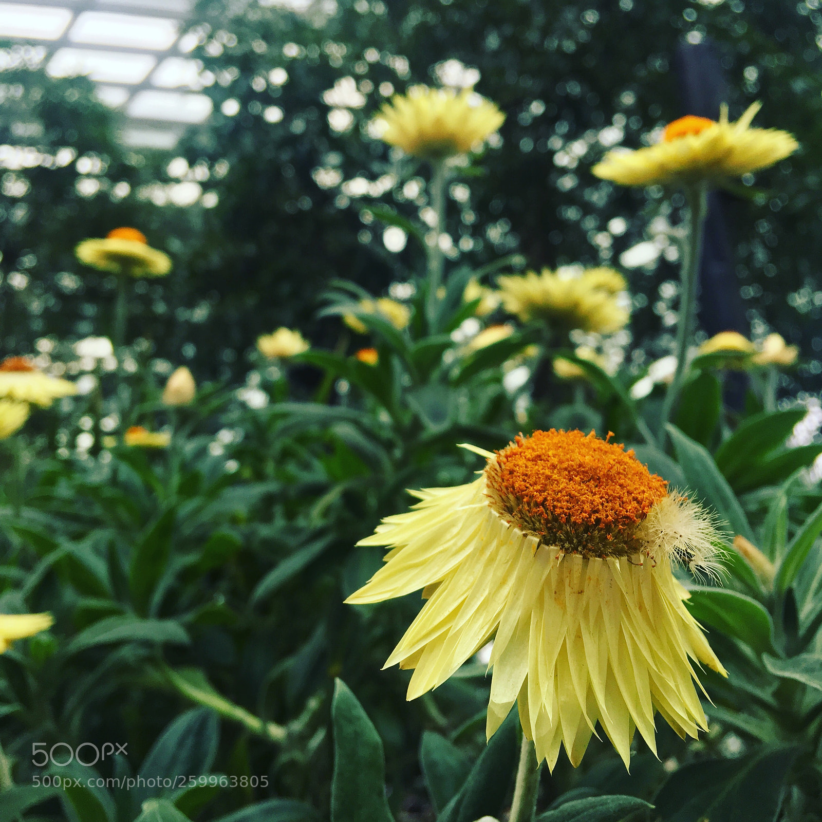 Apple iPhone 6s Plus sample photo. Still beautiful even though photography