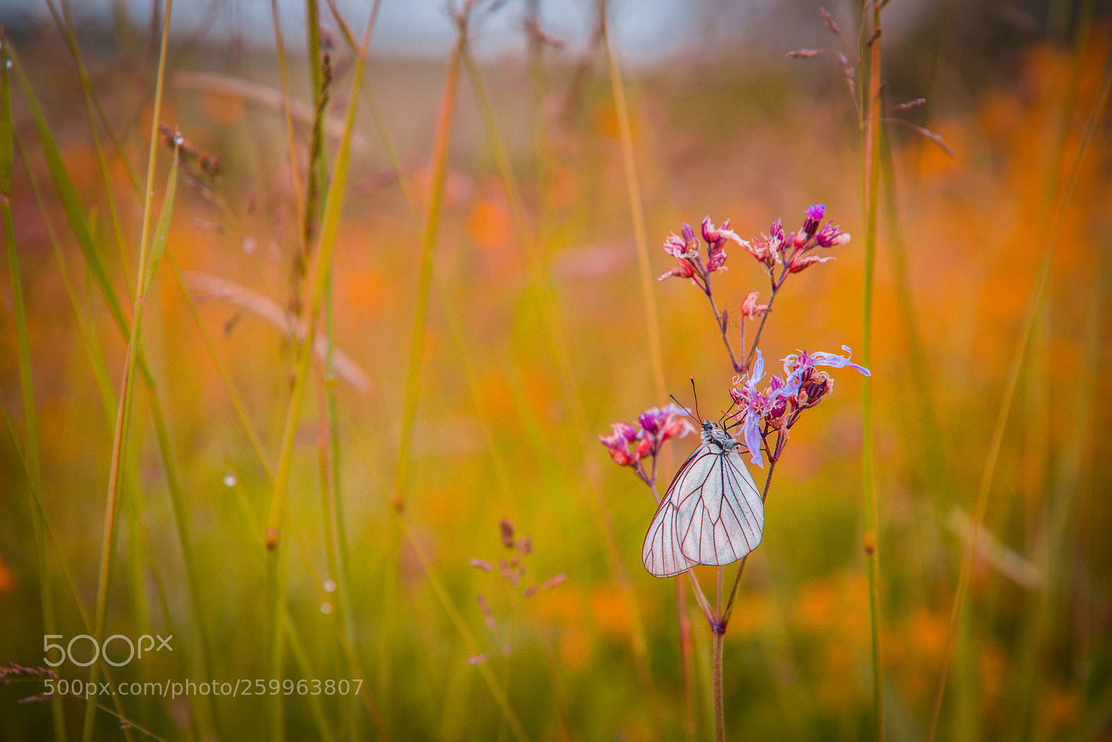 Nikon D750 sample photo. Butterfly resting on flower photography